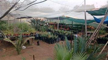 Cycad+Closing+Down+Estate+Sale