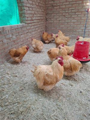 Buff Orpington Original