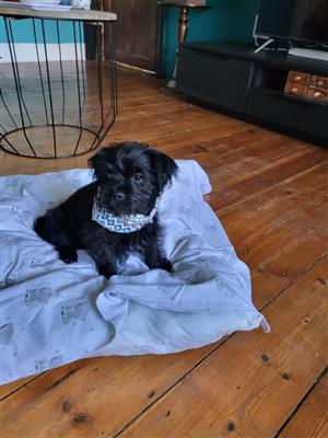 Male pup for sale miniature French poodle x pug