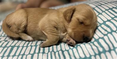Pure bred Golden retriever puppies