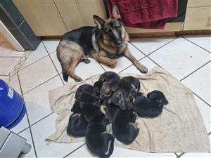 German Sheppard x Cattle Dog Puppies