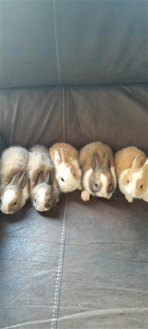 Netherlands dwarf rabbits