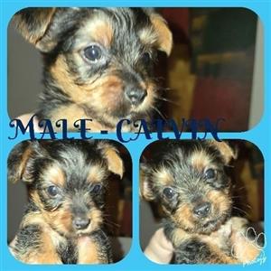 Registered Miniature Yorkshire Terriers
