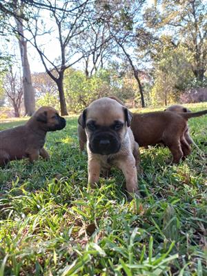 Bullmastiff puppies for sale