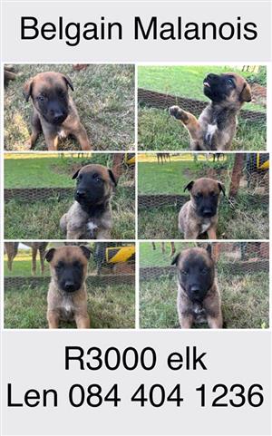 BEGIAN MALINOIS PUPPIES
