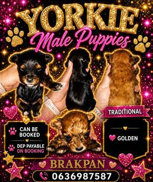 YORKIE MALE PUPPIES X 2