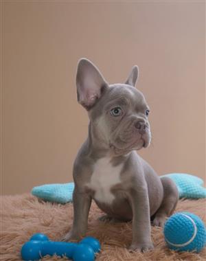 Beautiful Exotic French bulldog puppies available