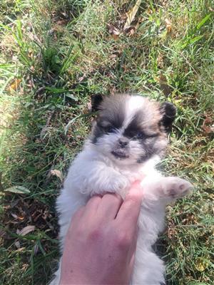 Pedigree Pekingese Puppy