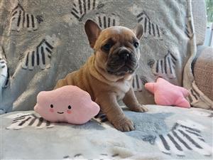 Franch Bulldog puppies for sale. Vaccinated, dewormed and Kusa register.
