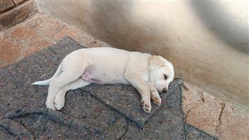 Male Borador Puppies for sale 