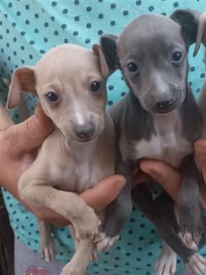 Italian Greyhound Puppies 