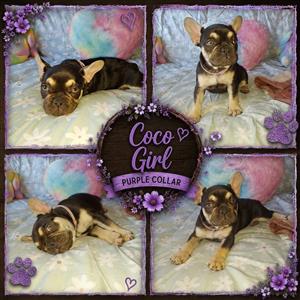 Stunning Exotic French bulldog puppies available