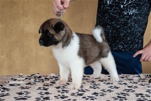 Akita puppies for sale