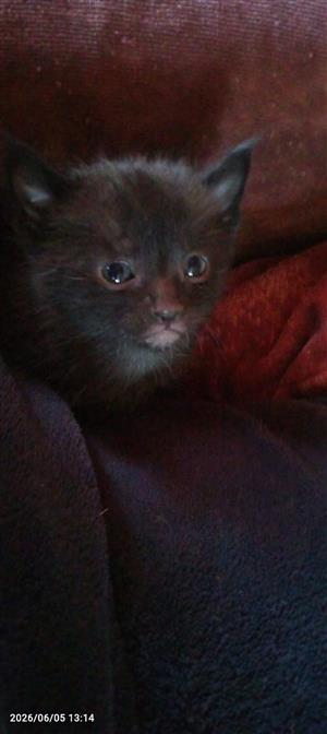 Adorable kittens up for sale 