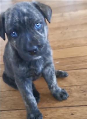 Husky x German shepherd 