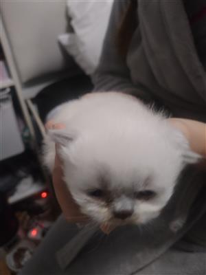 Purebred Persian Kittens for sale 