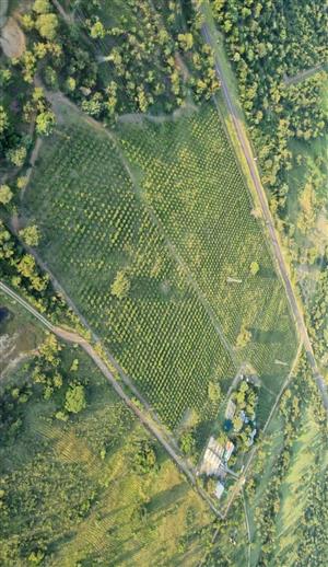 Well-developed 21Ha Mango/Chicken and small lifestock farm