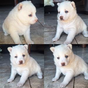 Pomsky puppies 