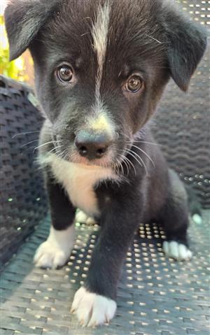 1x Male Australian Shepherd x Husky pup IN BENONI