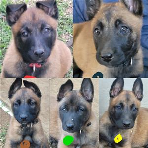 Pure bred Belgian Malinois puppies 