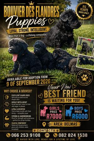 BOUVIER DES FLANDRES PUPPIES FOR SALE 