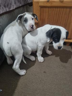 Great Dane puppies 