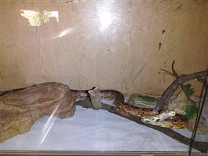 Cornsnake and Reptile Cabinet