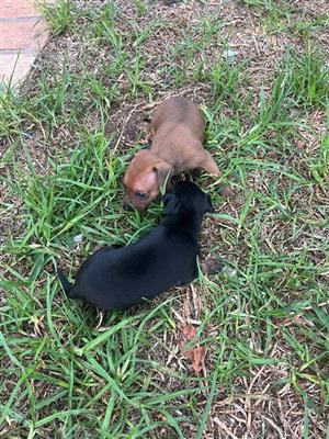 Doberman pinchers 2 female one black and one brown