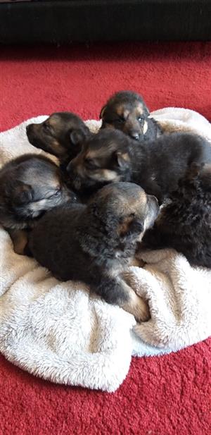 Germany puppies for sale 3 weeks old they will be ready at 8 weeks.