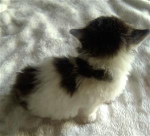 Persian cross maincoon kitten