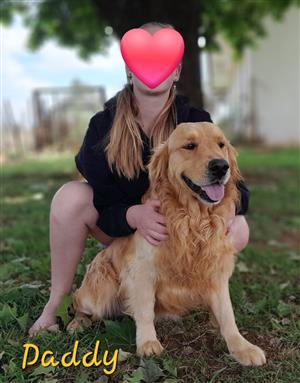 Golden Rerievers puppies for sale 