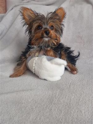 Yorkie Puppies available