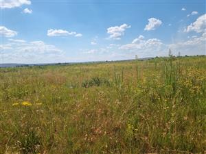 Clean "ready to farm or build" vacant stand