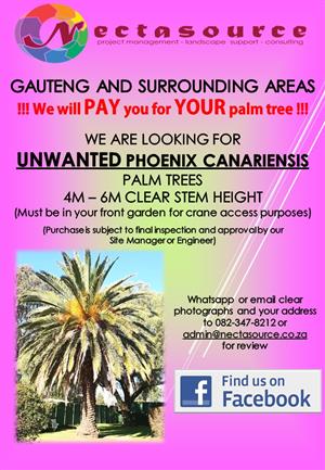 Phoenix canariensis palm trees wanted