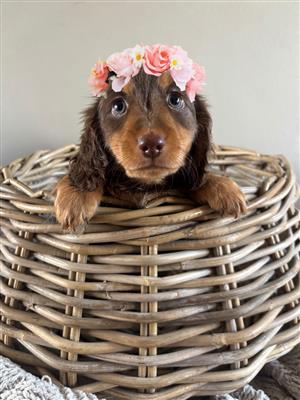 Gorgeous dashshund long coat companions available 