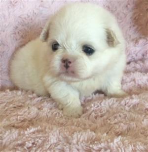 Pekingese puppies 