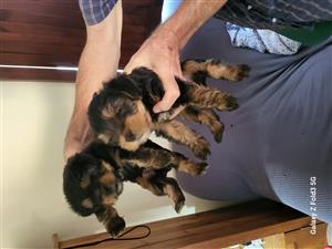 Pedigree Yorkshire Terriers puppies , black and tan 