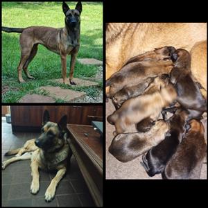 Belguim malinois crossed German shepherd puppies 
