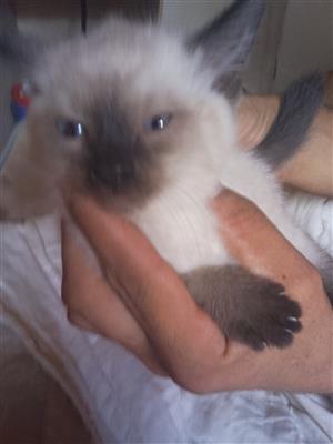 4 x 8 week old Kittens for Sale