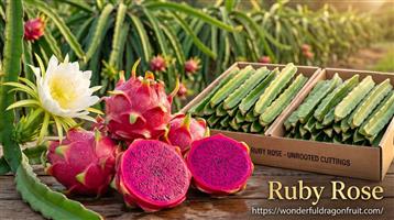 100–250 Ruby RoseTM Dragon Fruit Plants | Commercial Nursery