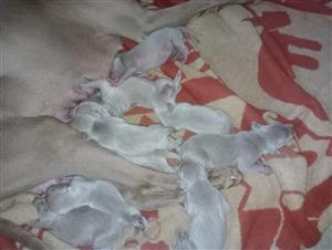 Weimaraner puppies 
