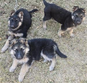 German Shepherd puppies