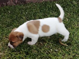 Unique JR puppies