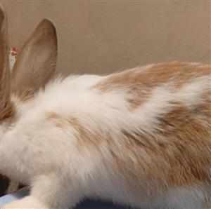 New Zealand Red Rabbits 