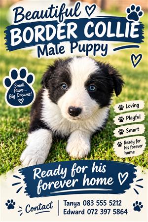 Border Collie Puppies