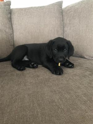 Purebred Labrador retrieve male puppy 