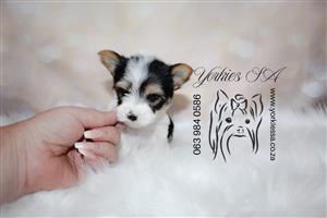 Gorgeous little Biewer yorkie male