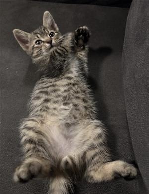 Male Kitten Available