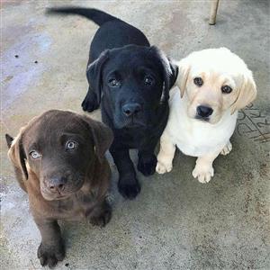 Labrador Retriever Puppies 