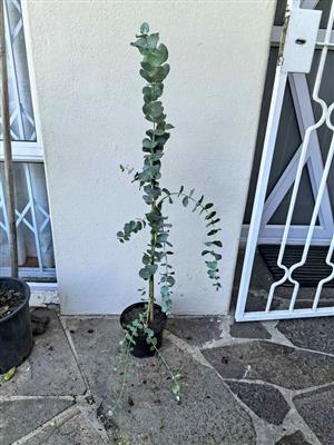 Beautiful Fragrant Pennygum Trees +/- 1m tall 